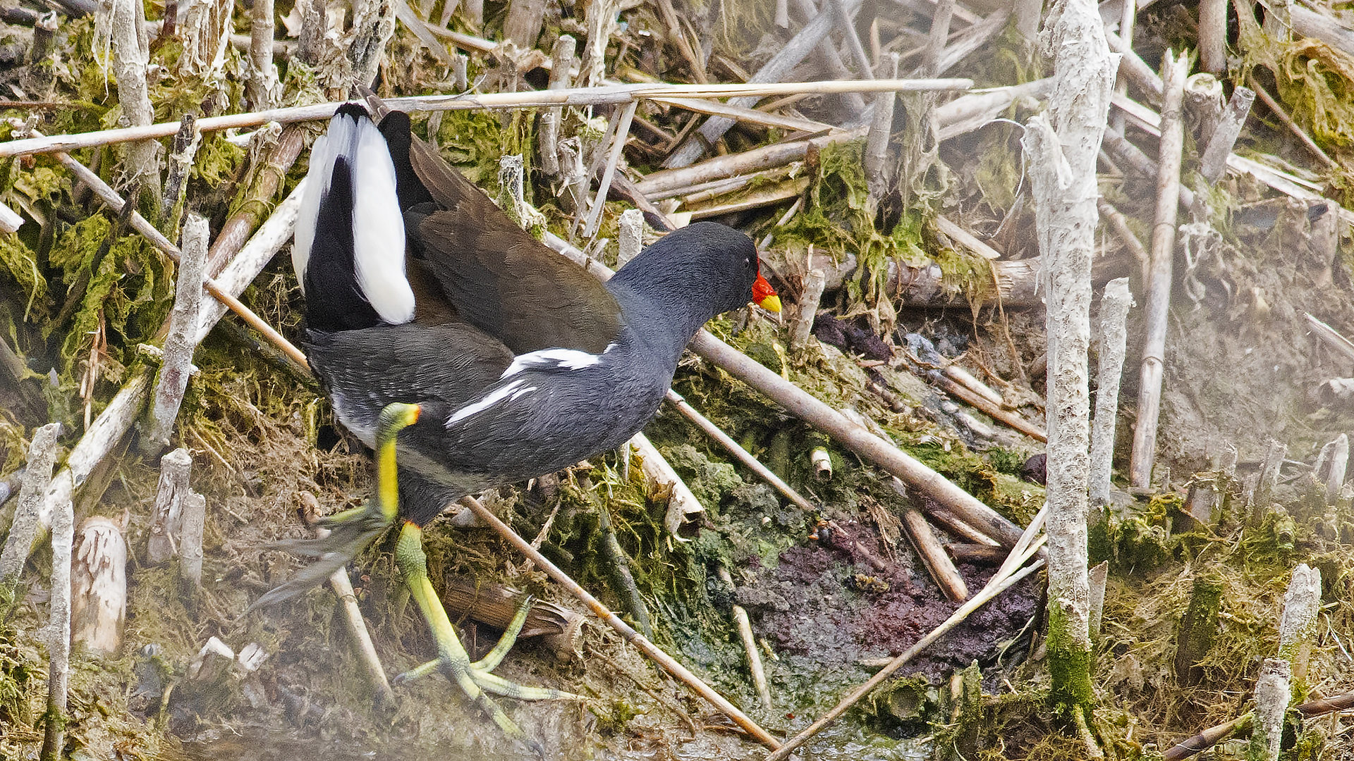 Eurasian Moorhen